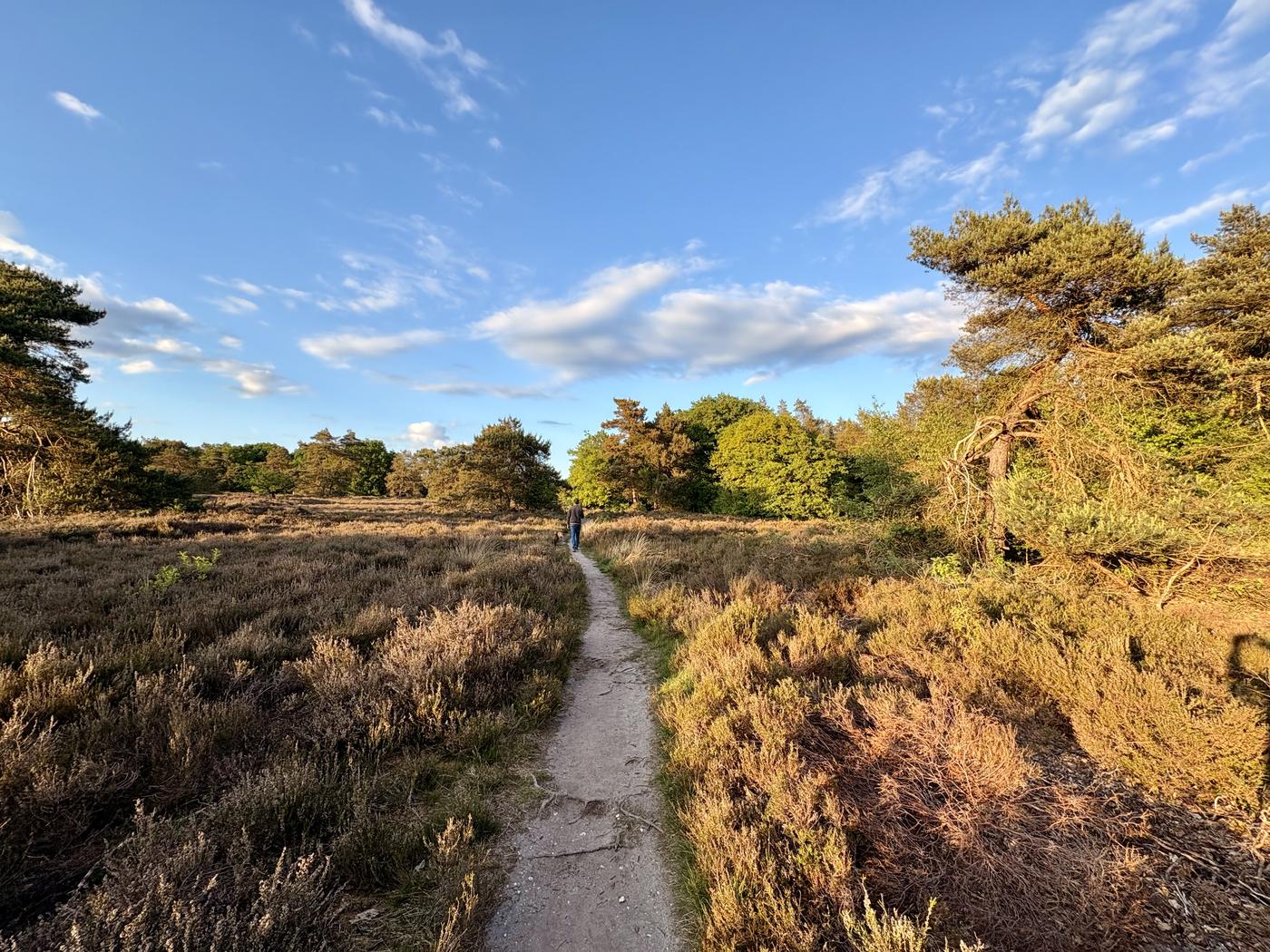 Wandelpad over de heide in avondlicht